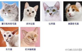 宠物猫的品种,宠物猫品种大揭秘