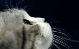 娱乐吃瓜酱猫打翻电视,引发网友热议